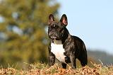 BOULEDOGUE FRANCAIS 1234